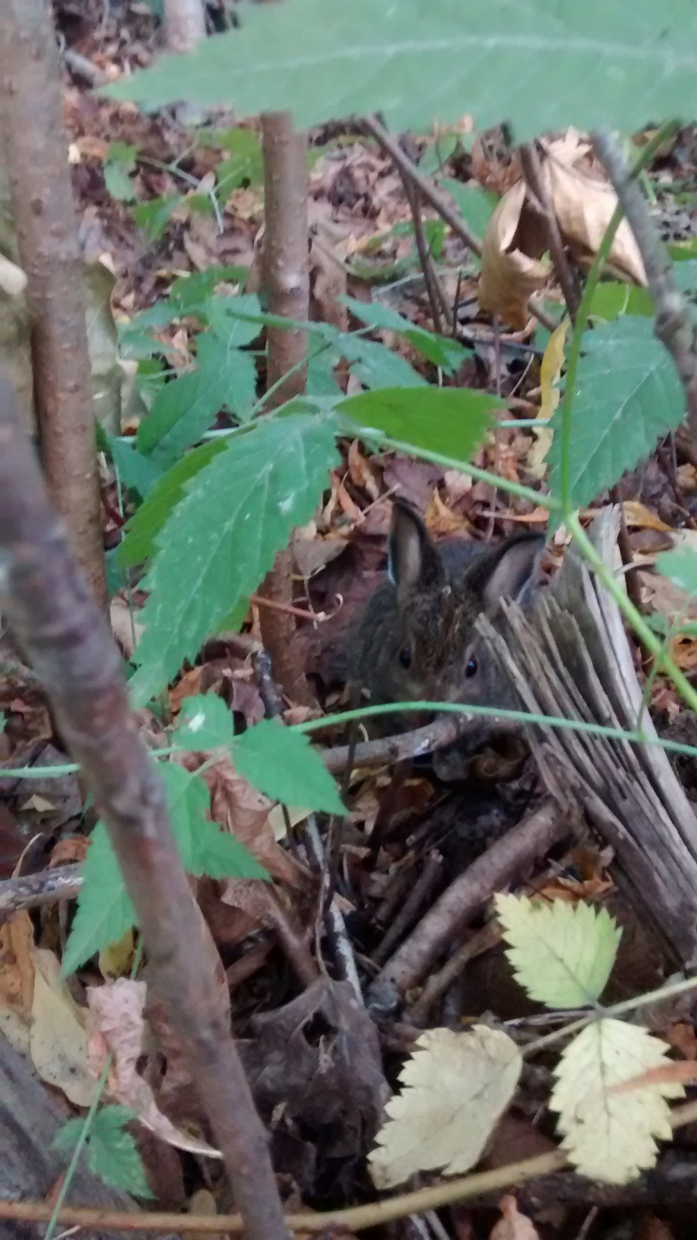 IMG_20150713_201329645