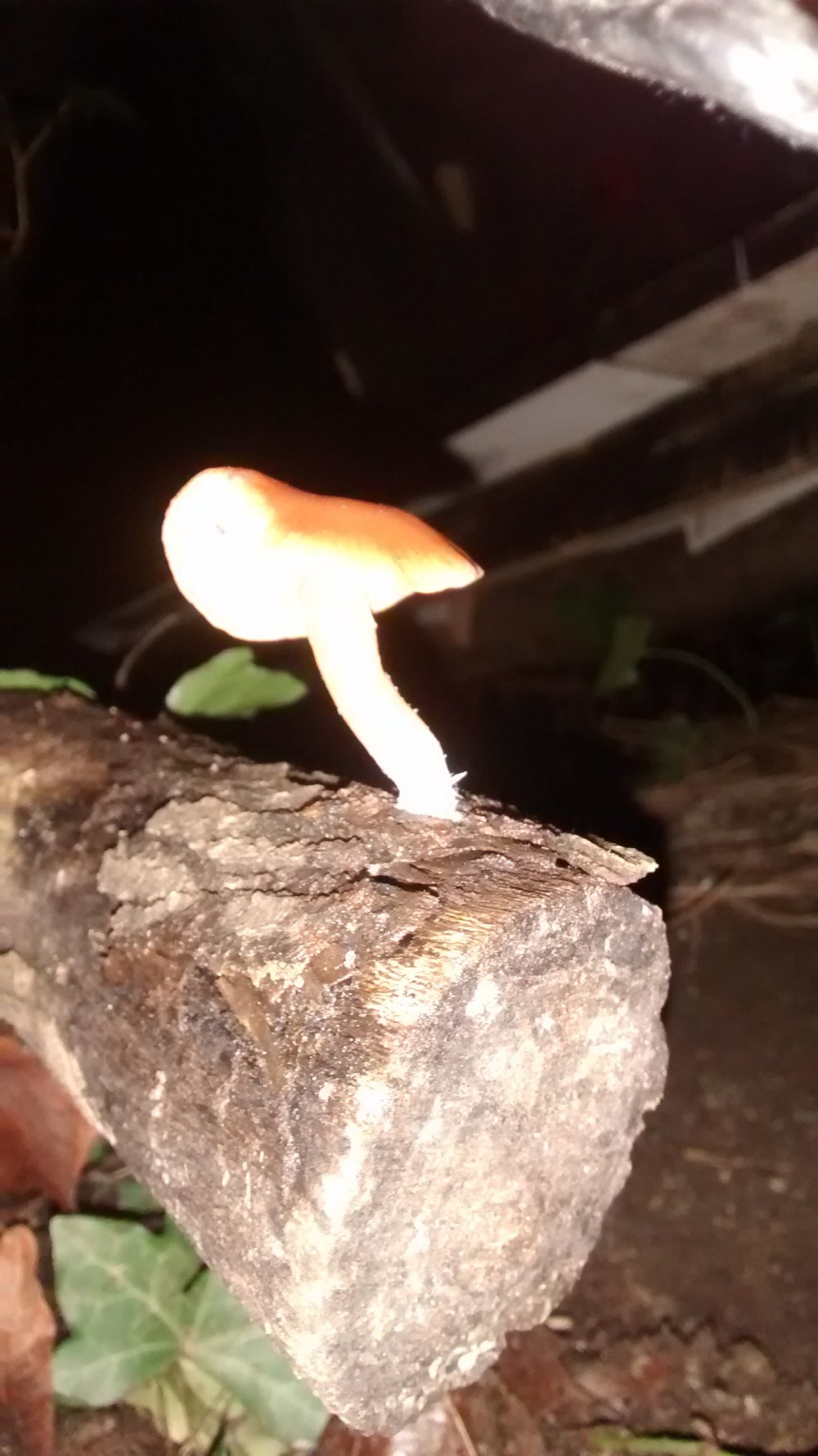 IMG_20151211_193555210